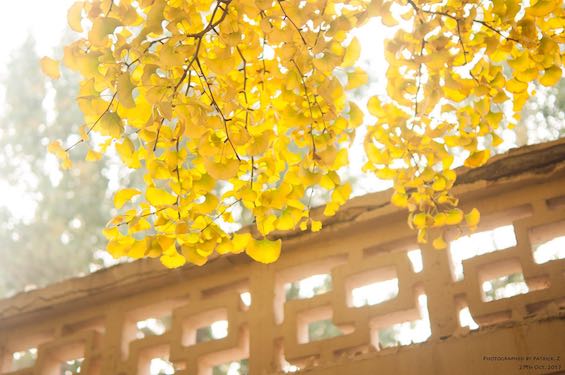 Diaoyutai, Autumn, Beijing, China